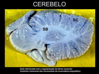 CEREBELO

                                                     SC

                      SB




Está relacionada com a regularização do tônus muscular.
Controla a harmonia dos movimentos da musculatura esquelética
 