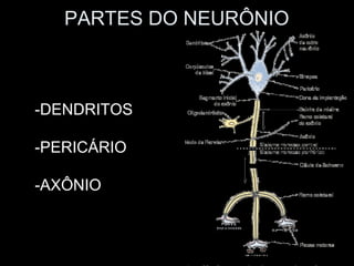 PARTES DO NEURÔNIO



-DENDRITOS

-PERICÁRIO

-AXÔNIO
 