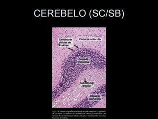 CEREBELO (SC/SB)
 