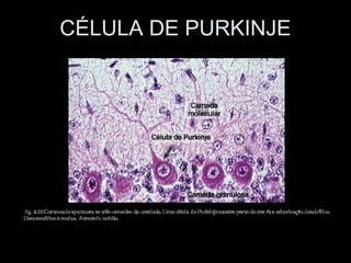 CÉLULA DE PURKINJE
 