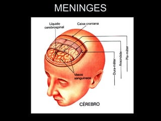 MENINGES
 