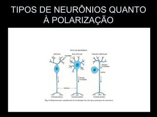 TIPOS DE NEURÔNIOS QUANTO
       À POLARIZAÇÃO
 