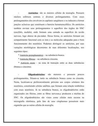 - Astrócitos: são as maiores células da neuroglia. Possuem
núcleos esféricos centrais e diversos prolongamentos. Com esses
prolongamentos eles envolvem os capilares sangüíneos e os induzem a formar
junções oclusivas que constituem a barreira hematoencefálica. Os astrócitos
também enviam seus prolongamentos à superfície dos órgãos do SNC
(encéfalo, medula), onde formam uma camada na superfície do tecido
nervoso, logo abaixo da pia-máter. Dessa forma, os astrócitos formam um
compartimento funcional com os íons e as moléculas adequadas para o bom
funcionamento dos neurônios. Podemos distinguir os astrócitos, por suas
variações morfológicas decorrentes de suas diferentes localizações, nos
seguintes tipos:
* Astrócito protoplasmático – na substância branca.
* Astrócito fibroso – na substância cinzenta.
* Astrócito misto – na zona de transição entre as duas substâncias
(branca e cincenta).
- Oligodendrócitos: são menores e possuem poucos
prolongamentos. Situam-se tanto na substância branca como na cinzenta.
Nesta, localizam-se preferencialmente próximo aos corpos celulares dos
neurônios, constituindo células satélites, que formam uma relação simbiótica
com esses neurônios. Já na substância branca, os oligodendrócitos estão
organizados em fileiras, entre as fibras nervosas,e produzem a mielina do
SNC. Os oligodendrócitos são vistos como células mais escuras na
micrografia eletrônica, pelo fato de seus citoplasmas possuírem mais
organelas que as outras células da neuroglia.
 
