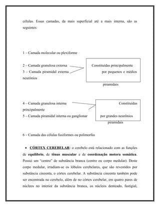 células. Essas camadas, da mais superficial até a mais interna, são as
seguintes:
1 – Camada molecular ou plexiforme
2 – Camada granulosa externa Constituídas principalmente
3 – Camada piramidal externa por pequenos e médios
neurônios
piramidais
4 – Camada granulosa interna Constituídas
principalmente
5 – Camada piramidal interna ou ganglionar por grandes neurônios
piramidais
6 – Camada das células fusiformes ou polimorfas
• CÓRTEX CEREBELAR: o cerebelo está relacionado com as funções
de equilíbrio, de tônus muscular e de coordenação motora somática.
Possui um “centro” de substância branca (centro ou corpo medular). Deste
corpo medular, irradiam-se os lóbulos cerebelares, que são revestidos por
substância cinzenta, o córtex cerebelar. A substância cinzenta também pode
ser encontrada no cerebelo, além de no córtex cerebelar, em quatro pares de
núcleos no interior da substância branca, os núcleos denteado, fastigial,
 