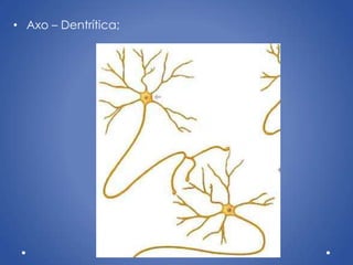 • Axo – Dentrítica;
 