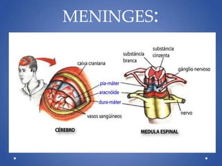 MENINGES:
 