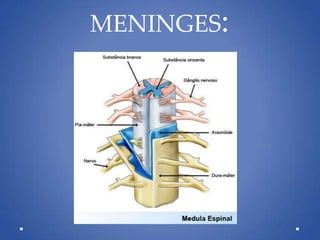 MENINGES:
 