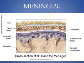 MENINGES:
 