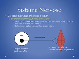 Sistema Nervoso
• Sistema Nervoso Periférico (SNP):
o SISTEMA NERVOSO VOLUNTÁRIO (SOMÁTICO):
• Formado por nervos motores que conduzem impulso do SNC para os
músculos estriados esqueléticos;
• Determinam ações conscientes: andar, falar...
SNC
Corpos celulares
dentro do SNC
Axônios controlando
os mm. Estriado esqueléticos
 