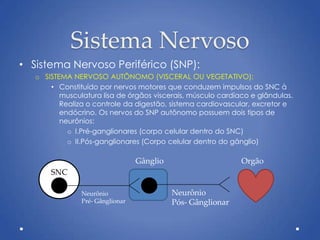 Sistema Nervoso
• Sistema Nervoso Periférico (SNP):
o SISTEMA NERVOSO AUTÔNOMO (VISCERAL OU VEGETATIVO):
• Constituído por nervos motores que conduzem impulsos do SNC à
musculatura lisa de órgãos viscerais, músculo cardíaco e glândulas.
Realiza o controle da digestão, sistema cardiovascular, excretor e
endócrino. Os nervos do SNP autônomo possuem dois tipos de
neurônios:
o I.Pré-ganglionares (corpo celular dentro do SNC)
o II.Pós-ganglionares (Corpo celular dentro do gânglio)
SNC
Gânglio
Neurônio
Pré- Gânglionar
Neurônio
Pós- Gânglionar
Orgão
 