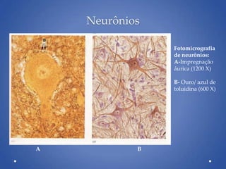 Neurônios
A B
Fotomicrografia
de neurônios:
A-Impregnação
áurica (1200 X)
B- Ouro/ azul de
toluidina (600 X)
 