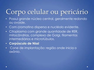 Corpo celular ou pericário
• Possui grande núcleo central, geralmente redondo
ou ovoide.
• Com cromatina dispersa e nucléolo evidente.
• Citoplasma com grande quantidade de RER,
mitocôndrias, complexo de Golgi, filamentos
intermediários e microtúbulos.
• Corpúsculo de Nissl
• Cone de implantação: região onde inicia o
axônio.
 