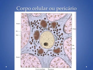 Corpo celular ou pericário
 