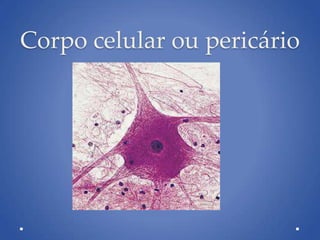 Corpo celular ou pericário
 