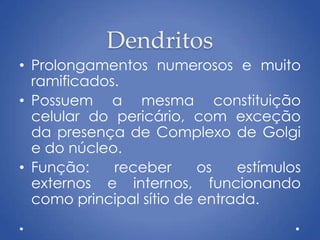 Dendritos
• Prolongamentos numerosos e muito
ramificados.
• Possuem a mesma constituição
celular do pericário, com exceção
da presença de Complexo de Golgi
e do núcleo.
• Função: receber os estímulos
externos e internos, funcionando
como principal sítio de entrada.
 