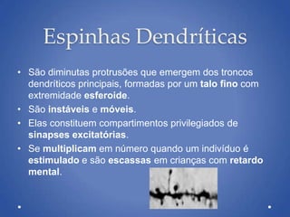 Espinhas Dendríticas
• São diminutas protrusões que emergem dos troncos
dendríticos principais, formadas por um talo fino com
extremidade esferoide.
• São instáveis e móveis.
• Elas constituem compartimentos privilegiados de
sinapses excitatórias.
• Se multiplicam em número quando um indivíduo é
estimulado e são escassas em crianças com retardo
mental.
 