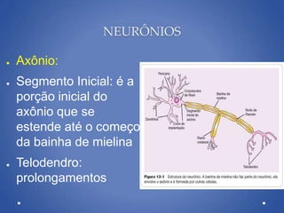 NEURÔNIOS
● Axônio:
● Segmento Inicial: é a
porção inicial do
axônio que se
estende até o começo
da bainha de mielina
● Telodendro:
prolongamentos
 
