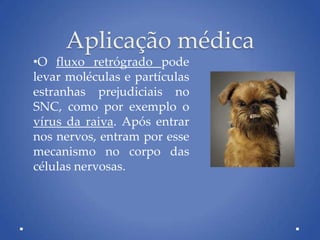 Aplicação médica
•O fluxo retrógrado pode
levar moléculas e partículas
estranhas prejudiciais no
SNC, como por exemplo o
vírus da raiva. Após entrar
nos nervos, entram por esse
mecanismo no corpo das
células nervosas.
 