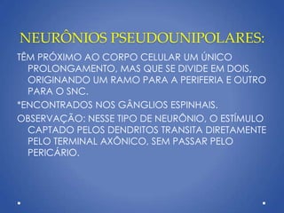 NEURÔNIOS PSEUDOUNIPOLARES:
TÊM PRÓXIMO AO CORPO CELULAR UM ÚNICO
PROLONGAMENTO, MAS QUE SE DIVIDE EM DOIS,
ORIGINANDO UM RAMO PARA A PERIFERIA E OUTRO
PARA O SNC.
*ENCONTRADOS NOS GÂNGLIOS ESPINHAIS.
OBSERVAÇÃO: NESSE TIPO DE NEURÔNIO, O ESTÍMULO
CAPTADO PELOS DENDRITOS TRANSITA DIRETAMENTE
PELO TERMINAL AXÔNICO, SEM PASSAR PELO
PERICÁRIO.
 
