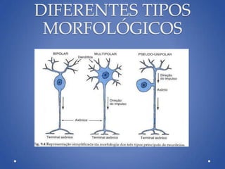 DIFERENTES TIPOS
MORFOLÓGICOS
 