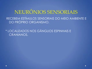NEURÔNIOS SENSORIAIS
RECEBEM ESTÍMULOS SENSORIAIS DO MEIO AMBIENTE E
DO PRÓPRIO ORGANISMO.
* LOCALIZADOS NOS GÂNGLIOS ESPINHAIS E
CRANIANOS.
 