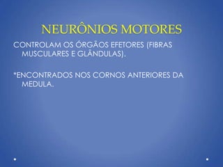 NEURÔNIOS MOTORES
CONTROLAM OS ÓRGÃOS EFETORES (FIBRAS
MUSCULARES E GLÂNDULAS).
*ENCONTRADOS NOS CORNOS ANTERIORES DA
MEDULA.
 