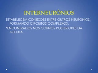 INTERNEURÔNIOS
ESTABELECEM CONEXÕES ENTRE OUTROS NEURÔNIOS,
FORMANDO CIRCUITOS COMPLEXOS.
*ENCONTRADOS NOS CORNOS POSTERIORES DA
MEDULA.
 