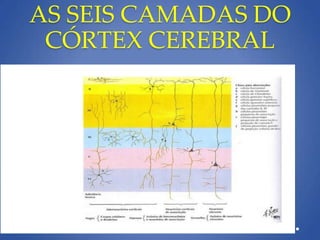 AS SEIS CAMADAS DO
CÓRTEX CEREBRAL
 