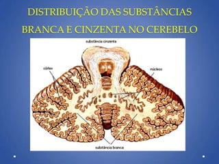 DISTRIBUIÇÃO DAS SUBSTÂNCIAS
BRANCA E CINZENTA NO CEREBELO
 