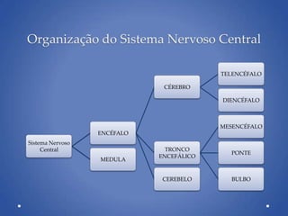 Organização do Sistema Nervoso Central
Sistema Nervoso
Central
ENCÉFALO
CÉREBRO
TELENCÉFALO
DIENCÉFALO
TRONCO
ENCEFÁLICO
MESENCÉFALO
PONTE
BULBOCEREBELO
MEDULA
 