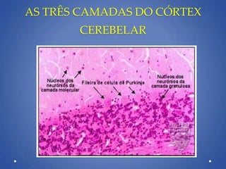 AS TRÊS CAMADAS DO CÓRTEX
CEREBELAR
 