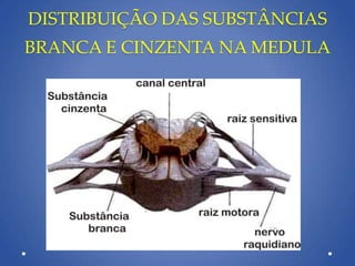 DISTRIBUIÇÃO DAS SUBSTÂNCIAS
BRANCA E CINZENTA NA MEDULA
 