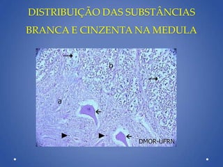 DISTRIBUIÇÃO DAS SUBSTÂNCIAS
BRANCA E CINZENTA NA MEDULA
 