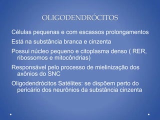 OLIGODENDRÓCITOS
Células pequenas e com escassos prolongamentos
Está na substância branca e cinzenta
Possui núcleo pequeno e citoplasma denso ( RER,
ribossomos e mitocôndrias)
Responsável pelo processo de mielinização dos
axônios do SNC
Oligodendrócitos Satélites: se dispõem perto do
pericário dos neurônios da substância cinzenta
 