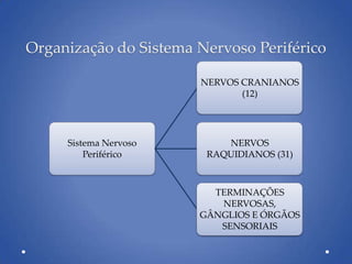 Organização do Sistema Nervoso Periférico
Sistema Nervoso
Periférico
NERVOS CRANIANOS
(12)
NERVOS
RAQUIDIANOS (31)
TERMINAÇÕES
NERVOSAS,
GÂNGLIOS E ÓRGÃOS
SENSORIAIS
 