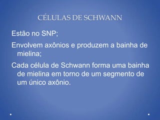 CÉLULAS DE SCHWANN
Estão no SNP;
Envolvem axônios e produzem a bainha de
mielina;
Cada célula de Schwann forma uma bainha
de mielina em torno de um segmento de
um único axônio.
 