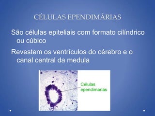 CÉLULAS EPENDIMÁRIAS
São células epiteliais com formato cilíndrico
ou cúbico
Revestem os ventrículos do cérebro e o
canal central da medula
 