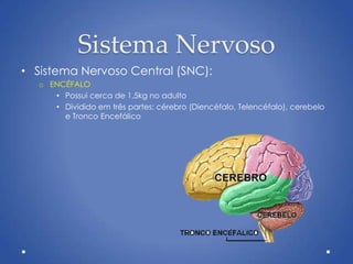 Sistema Nervoso
• Sistema Nervoso Central (SNC):
o ENCÉFALO
• Possui cerca de 1,5kg no adulto
• Dividido em três partes: cérebro (Diencéfalo, Telencéfalo), cerebelo
e Tronco Encefálico
 