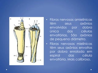 • Fibras nervosas amielínicas
têm seus axônios
envolvidos por dobra
única das células
envoltórias. São axônios
de pequeno diâmetro.
• Fibras nervosas mielínicas
têm seus axônios envoltos
por dobra enrolada em
espiral das célula
envoltória. Mais calibroso.
 