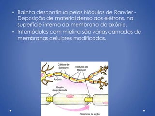• Bainha descontinua pelos Nódulos de Ranvier -
Deposição de material denso aos elétrons, na
superfície interna da membrana do axônio.
• Internódulos com mielina são várias camadas de
membranas celulares modificadas.
 