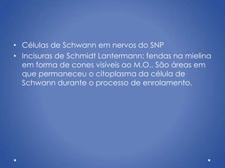 • Células de Schwann em nervos do SNP
• Incisuras de Schmidt Lantermann: fendas na mielina
em forma de cones visíveis ao M.O.. São áreas em
que permaneceu o citoplasma da célula de
Schwann durante o processo de enrolamento.
 