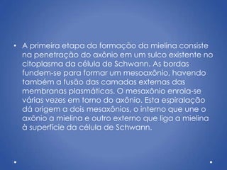 • A primeira etapa da formação da mielina consiste
na penetração do axônio em um sulco existente no
citoplasma da célula de Schwann. As bordas
fundem-se para formar um mesoaxônio, havendo
também a fusão das camadas externas das
membranas plasmáticas. O mesaxônio enrola-se
várias vezes em torno do axônio. Esta espiralação
dá origem a dois mesaxônios, o interno que une o
axônio a mielina e outro externo que liga a mielina
à superfície da célula de Schwann.
 