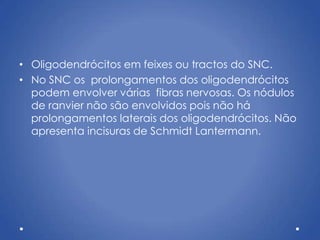 • Oligodendrócitos em feixes ou tractos do SNC.
• No SNC os prolongamentos dos oligodendrócitos
podem envolver várias fibras nervosas. Os nódulos
de ranvier não são envolvidos pois não há
prolongamentos laterais dos oligodendrócitos. Não
apresenta incisuras de Schmidt Lantermann.
 
