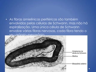 • As fibras amielínicas periféricas são também
envolvidas pelas células de Schwann, mas não há
espiralização. Uma única célula de Schwann
envolve várias fibras nervosas, cada fibra tendo o
seu próprio mesaxônio.
 