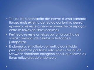 • Tecido de sustentação dos nervos é uma camada
fibrosa mais externa de tecido conjuntivo denso:
epineuro. Reveste o nervo e preenche os espaços
entre os feixes de fibras nervosas.
• Perineuro reveste os feixes por uma bainha de
várias camadas de células achatadas e
justapostas.
• Endoneuro: envoltório conjuntivo constituído
principalemnte por fibras reticulares. Céluals de
Schwann sintetizam colágeno tipo III que forma as
fibras reticulares do endoneuro.
 