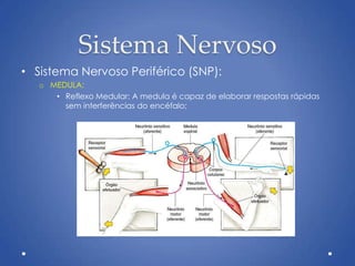 Sistema Nervoso
• Sistema Nervoso Periférico (SNP):
o MEDULA:
• Reflexo Medular: A medula é capaz de elaborar respostas rápidas
sem interferências do encéfalo;
 