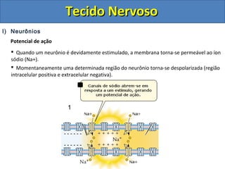 Tecido NervosoTecido Nervoso
I) Neurônios
Potencial de ação
 Quando um neurônio é devidamente estimulado, a membrana torna-se permeável ao íon
sódio (Na+).
 Momentaneamente uma determinada região do neurônio torna-se despolarizada (região
intracelular positiva e extracelular negativa).
1
 