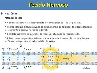 Tecido NervosoTecido Nervoso
I) Neurônios
Potencial de ação
 A entrada de íons Na+ é interrompida e ocorre a saída de íons K+ (potássio)
 Isso faz com que o neurônio volte ao estágio normal de potencial de repouso (negativo
internamente e positivo na região externa).
 O restabelecimento do potencial de repouso é chamado de repolarização.
 A área que se despolarizou estimula a área adjacente a se despolarizar também, e o
fenômeno se repete até as extremidades do axônio.
2 3
Axônio
 