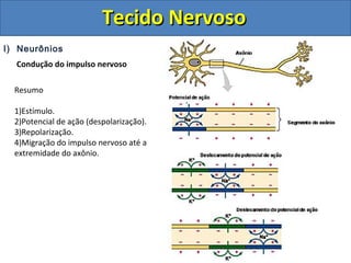 Tecido NervosoTecido Nervoso
I) Neurônios
Condução do impulso nervoso
Resumo
1)Estímulo.
2)Potencial de ação (despolarização).
3)Repolarização.
4)Migração do impulso nervoso até a
extremidade do axônio.
 
