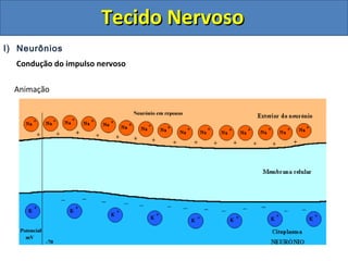 Tecido NervosoTecido Nervoso
I) Neurônios
Condução do impulso nervoso
Animação
 